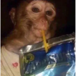 \ . /