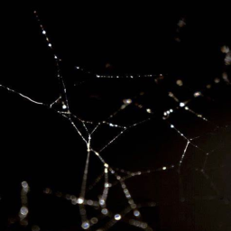 🕸️