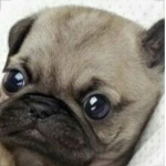 Puggy life