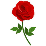 Le rose di Miri