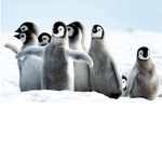 Team bird group