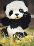 Pandas ugc!