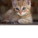 Frenzy Cats