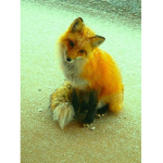 taco_cat youtube