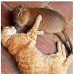 Capybara Incorporated