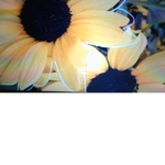 YellowFlowers army