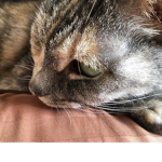 The Bella Meow Group