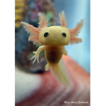 Axolotl family (the best)