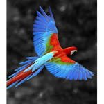 Parrot_Army