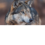 Howling Hearts United