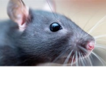 Rat Squad! :>