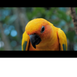 Parrot partys