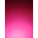 Pink little kitten