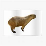 -Capybaras United-