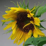 Sunflowerz’s Original Fan Group!