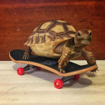 Badass Turtle
