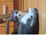 강치