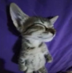 bobby bongo