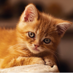 -The_Anime_Cats-