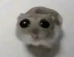 Cute hamsters squad