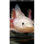 Axolotlgirls