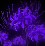 ~dying flower~