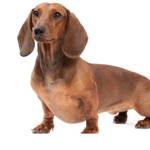 ~Dachshund Vibes~