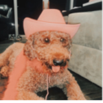 • ʙᴇᴀᴄʜ ᴀʀᴍʏ •