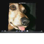THE DOLCEDOGE SQUAD