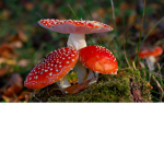 ~Mushroom Squad~Join This group if your a MuShRoOm