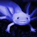 Axolotl’s Men