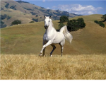 Protest Against Horse Slaughter!