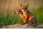 The Foxes Group XD!