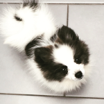Awesome Animal Club :3