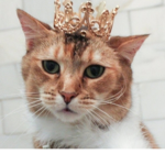 Roblox cat community