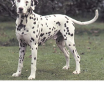 Spotty dogs