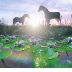 Lilly Pond Stables