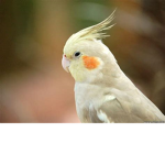 Parrot Fam