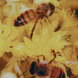 bees!