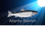 Atlantic Salmon