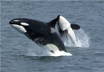 SAVE THE OCEAN!!!