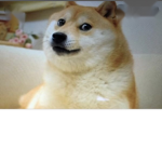 COOL DOGES HERE