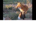 SunRise Fox Group