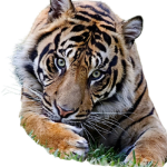 The Tiger Creek