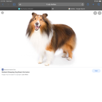 The doggy group is a doggy