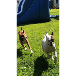 Onyx&Ajbinx