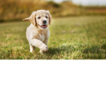 Puppers of the world