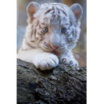 Save The Wild Cats