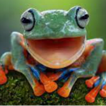 Froggos xD