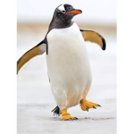 Penguin hat group